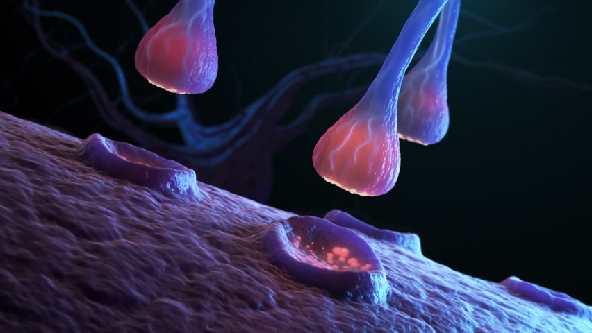 Synapse and Neuron cells sending electrical chemical signals . 3D animation Royalty-Free Stock Footage #1086338915