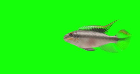 Fish swims underwater on green screen