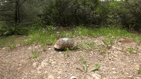 Turkey tortoise testudo graeca, Testudo graeca, brown turtle video