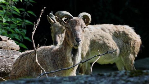 Turkmenian markhor, Capra falconeri heptneri. The name of this species comes from the shape of horns, twisting like a corkscrew or screw. Markhor is one of the symbols of Pakistan