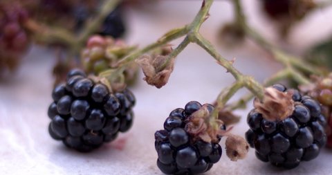 Blackberries on a white table with leaves, a delicious vitamin fruit. 
