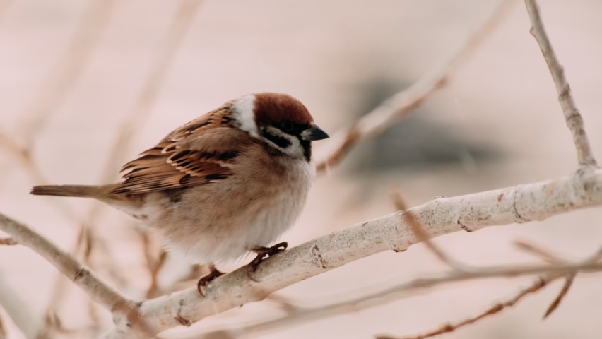 Little cute sparrow sits on a branch and looks around. A Eurasian Tree Sparrow (Passer montanus) sitting on a branch.
