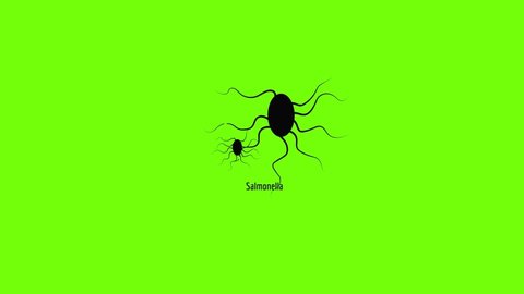 Salmonella icon animation best simple object on green screen background