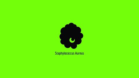 Staphylococcus aureus icon animation best simple object on green screen background