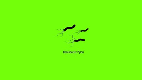 Helicobacter pylory icon animation best simple object on green screen background