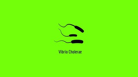 Vibrio Cholerae icon animation best simple object on green screen background
