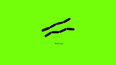 Bacillus cereus icon animation best simple object on green screen background