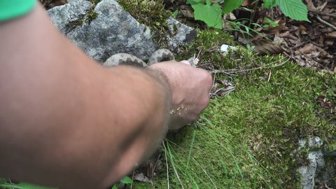 Horned viper (Vipera ammodytes) venomous snake bites man hand trying to catch it