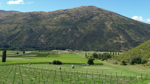 Aerial Moving Forward Over Vineyards Fields Nestled In A Lush Green Mountain Valley - Cromwell, New Zealand