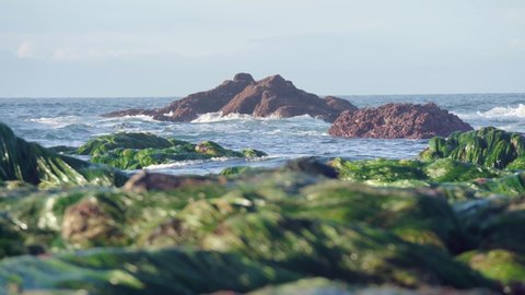 Sea Waves Crashing On Rocky Outcrops With Green Algae In Blurred Foreground. wide