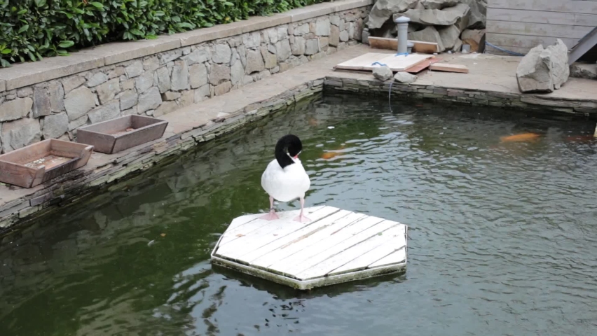 swans in the zoo, wildlife geese near the water