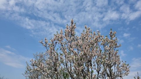 Springtime garden apricot blossoming tree with flowers on blue sky with white clouds. Slow motion fruit tree in bloom shaking in wind at sunny day in spring orchard