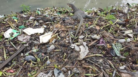 Top view monitor lizard look for food at garbage dump riverbank