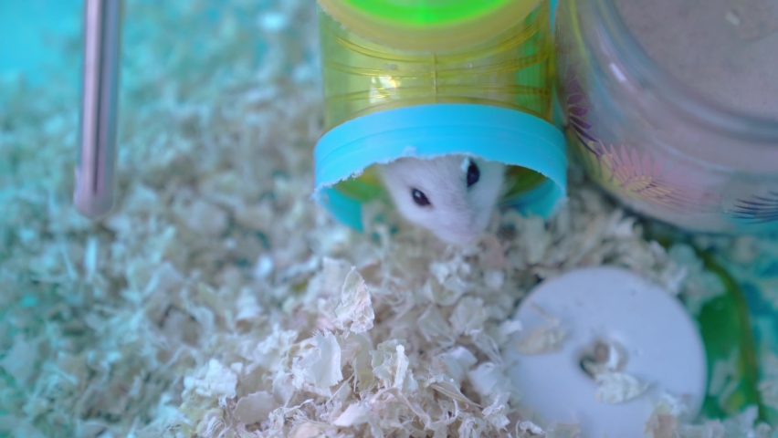 A Dzungarian hamster comes out of a plastic tunnel in a cage.The concept of keeping pets at home, the concept of caring and loving animals. High quality 4k footage