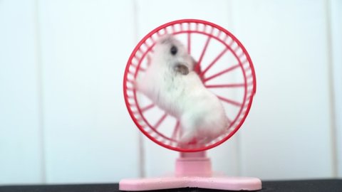 A Dzungarian hamster on a training wheel. The hamster trains on a rotating wheel then leaves the wheel. High quality 4k footage