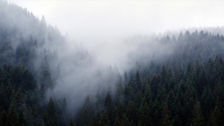 The fog spills over the spruce forest, cold rainy weather. Royalty-Free Stock Footage #1086367652