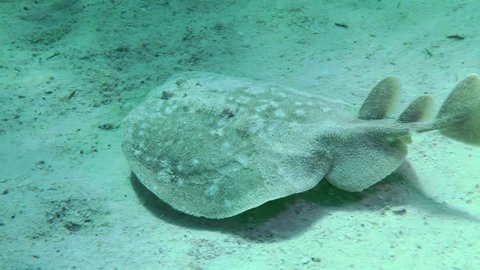 Panther Electric Ray or Leopard torpedo (Torpedo panthera) swims slowly over the sandy bottom, then sinks to the bottom, close-up.