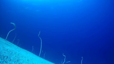 Several Garden Eels (Gorgasia sillneri) against a blue water column on a sandy slope.