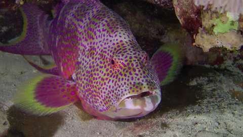 Lyretail Grouper (Variola louti) rests on the bottom at night. Night dive.