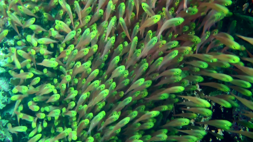 Large numbers of Pigmy sweeper (Parapriacanthus ransonneti) circulate slowly in the shade under the coral reef ledge. Royalty-Free Stock Footage #1086368690