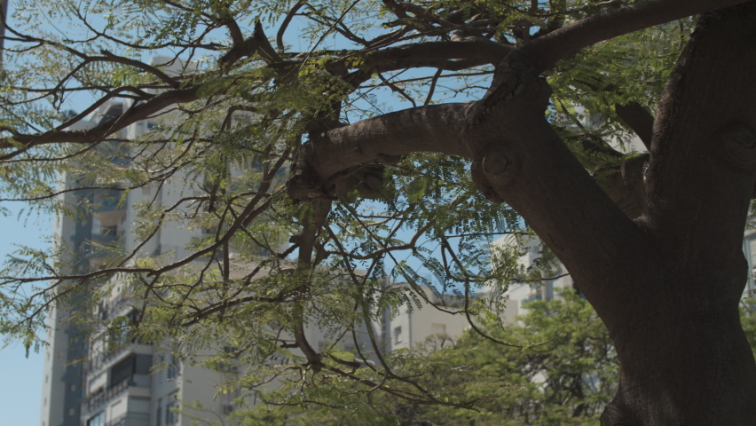 View of the modern building of Tel Aviv, opening from behind a green tree. At Rabin Square.