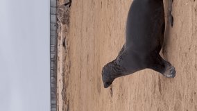 Vertical video. Colony of fur seal lies on the sandy beach. Skeleton coast in Namibia, Cape cross. Wild animals at coastline. Cloudy day. Sea lions.