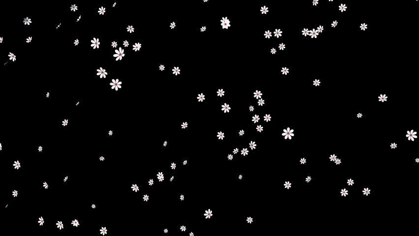 A small white flowers like daisies falling in a seamless loop on a transparent alpha channel background.