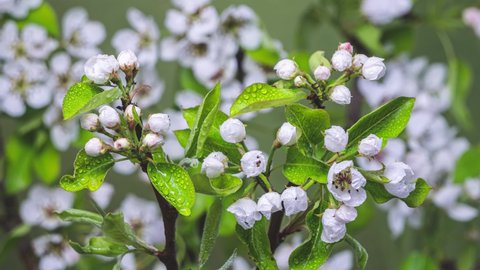 White fruit flowers blooming on pear tree branch in fresh green spring nature Growing Time lapse
