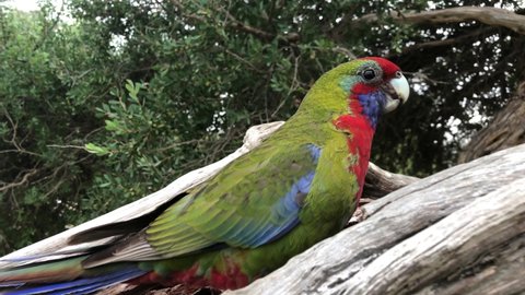 Rosella parrots eating seeds on tree. Closeup.