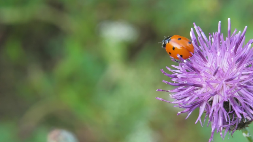 Red ladybird on purple flower on field at sunny day time Royalty-Free Stock Footage #1086378614