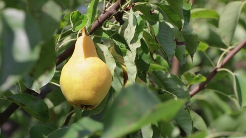 One Delicious pear hangs in the green foliage. It's time to harvest the fruits. Healthy food concept, vegetarian diet of raw food. Non-GMO organic food. Background, backdrop, splash. UHD 4K.