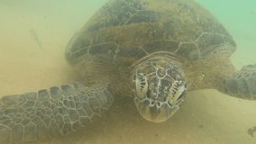 Large sea turtle underwater in shallow water. Indian Ocean, Sri Lanka