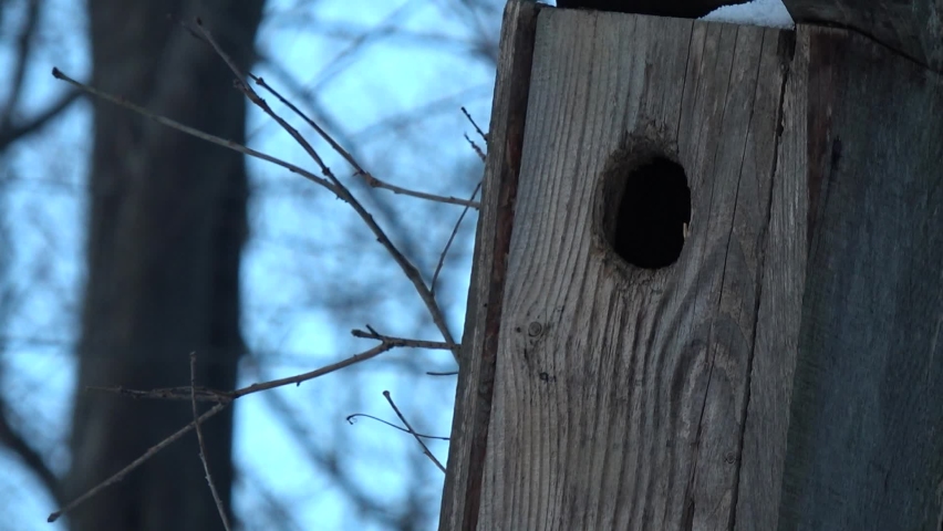 Birds head in wooden birdhouse on tree in winter weather