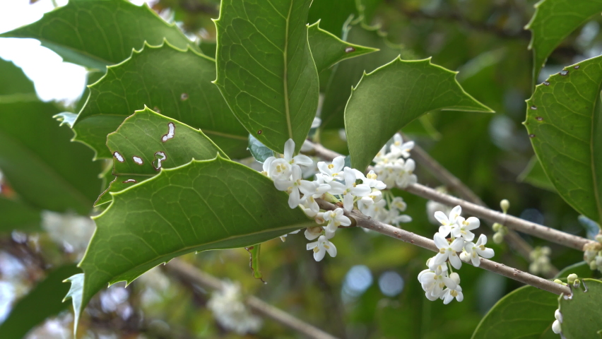 Flowers of holly olive - Osmanthus heterophyllus - are in bloom in Fukuoka city, JAPAN. Without sounds