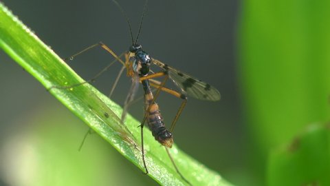 Tanyptera is genus of true crane flies; its species are lustrous and black and yellow or red in color. They resemble some Ichneumonidae. Segments of flagella of males have three outgrowths each