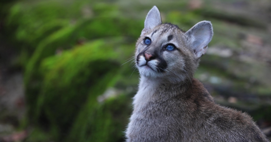 Slow Motion of a Baby Puma Portrait | Shutterstock HD Video #1086386906