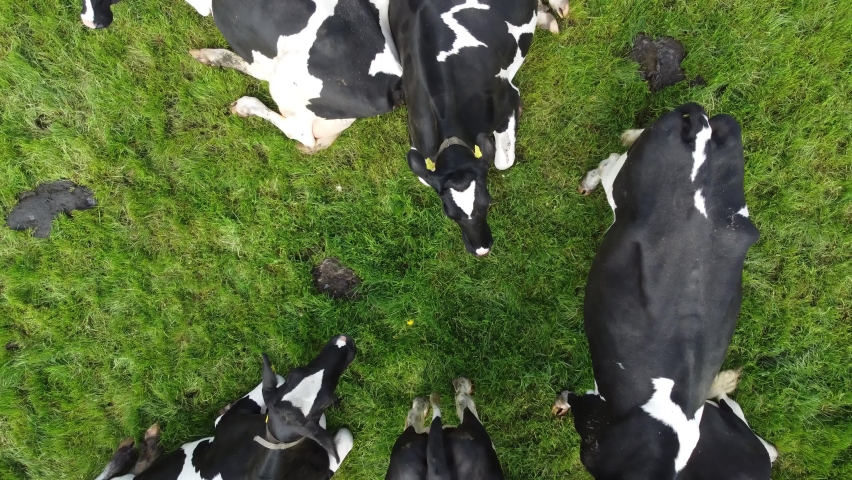 Aerial top down view of Holstein Friesians often shortened to Holsteins in North America are a breed of dairy cattle that originated in the Dutch provinces of North Holland and Friesland 4k quality Royalty-Free Stock Footage #1086387395