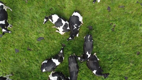 Aerial top down view of Holstein Friesians often shortened to Holsteins in North America are a breed of dairy cattle that originated in the Dutch provinces of North Holland and Friesland 4k quality