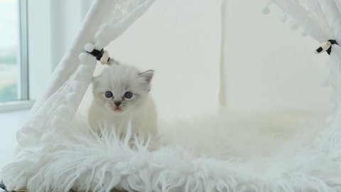 Fluffy ragdoll kitten sitting on white fur and looking around. Cute kitty cat resting at home