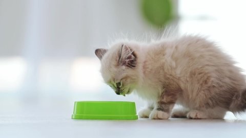 Ragdoll kitten eating from green bowl at home. Cute kitty cat pet feeding in room with daylight