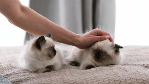 Two adorable ragdoll kittens with blue eyes lying in the bed while person woman hands petting them. Little domestic purebred cats resting and owner cares about them