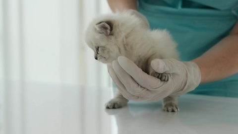 Girl veterinarian examining ragdoll kitten in the clinic. Young woman vet doctor cares about fluffy kitty cat indoors