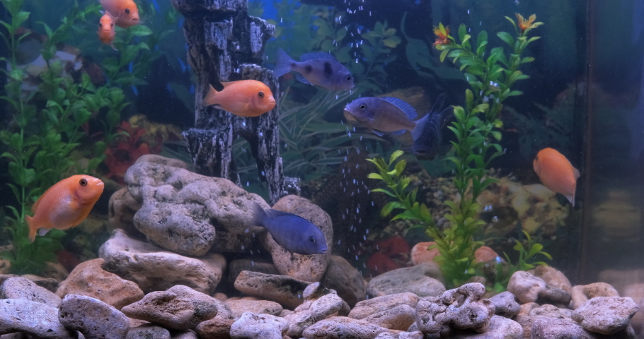 Floating goldfish in the room. Floating goldfish and blue fish relaxing in aquarium water. | Shutterstock HD Video #1086389834