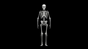 Animation of rotating human skeleton,whole body. Repeatable 3D rendered video.