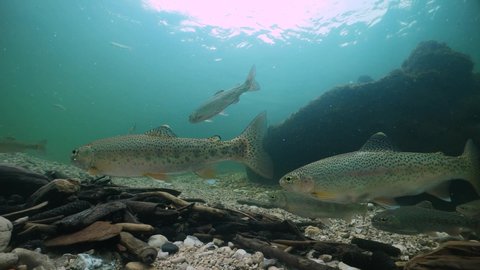 Rainbow trout swimming underwater, Oncorhynchus mykiss. Big group of trouts. Underwater river habitat. Freshwater fish swimming in the clean river. Diving in freshwater. Snorkeling. Steelhead trout