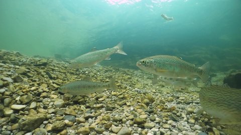 Rainbow trout swimming underwater, Oncorhynchus mykiss. Big group of trouts. Underwater river habitat. Freshwater fish swimming in the clean river. Diving in freshwater. Snorkeling. Steelhead trout