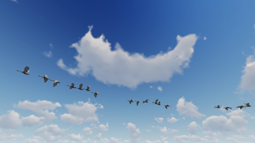 A flock of swans flying against Blue sky, loop, 4K