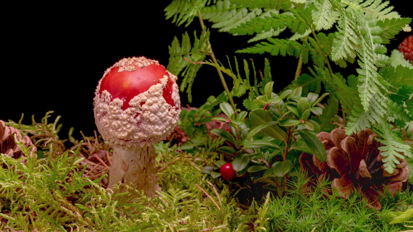 4K Time Lapse of Fly Agaric Amanita muscaria Mushroom toadstool growing on black background. Poisonous fungus with its red cap grows in autumn forest - time-lapse, close-up.