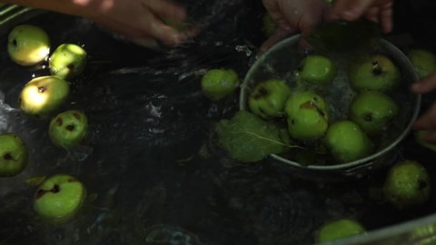 Hands wash apples in rustic tub of water outdoors. Green ripe apples float in clear water. Put fruits into colander and rinse water through colander. Summer harvest of fruits from countryside orchard