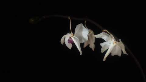 Withered dead orchid flowers isolated on black background